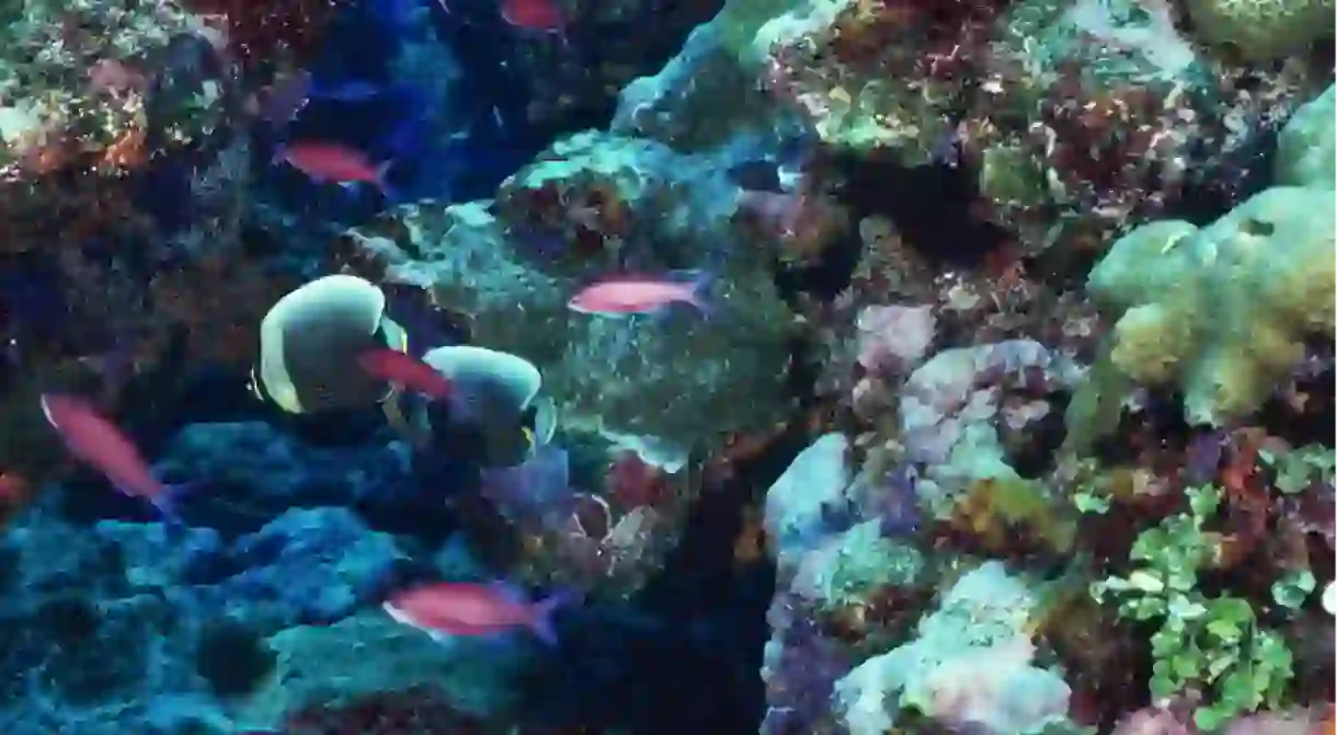 Marine life thrives in the Andros Coral Reef