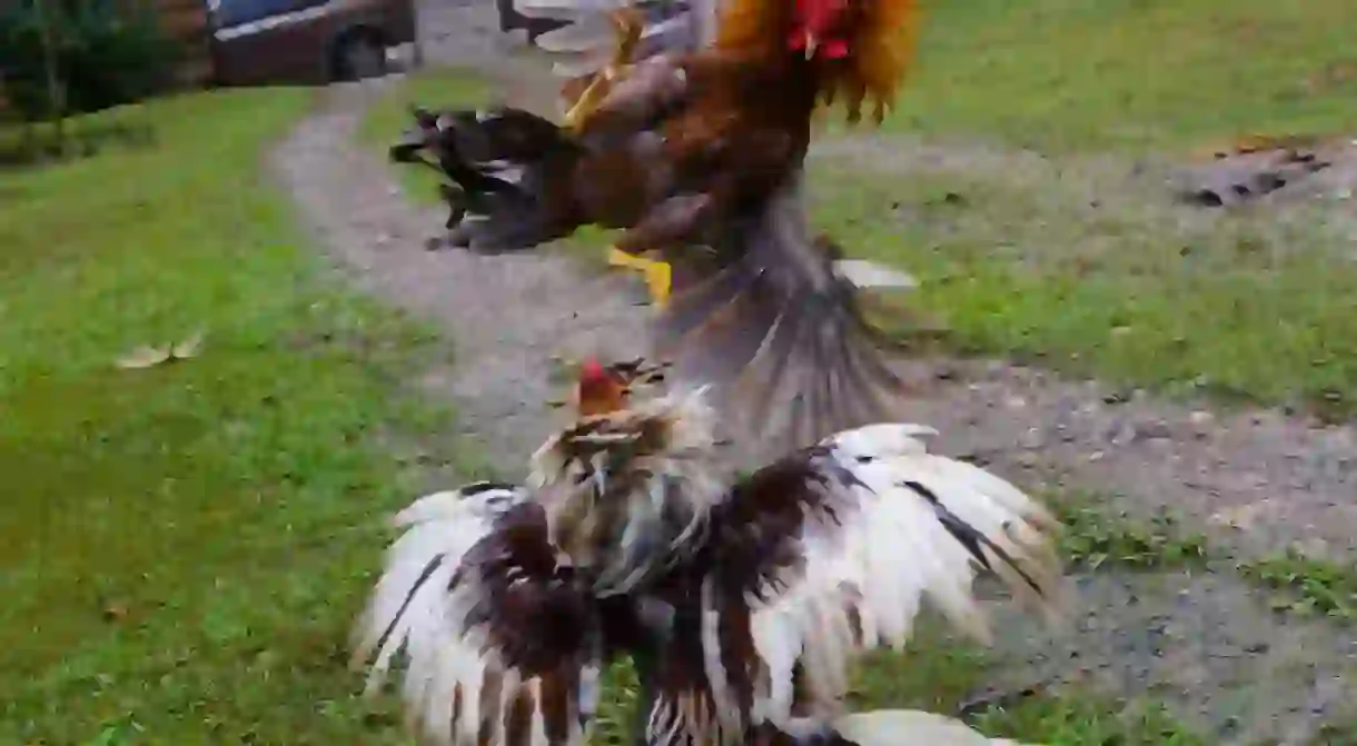 Roosters fighting