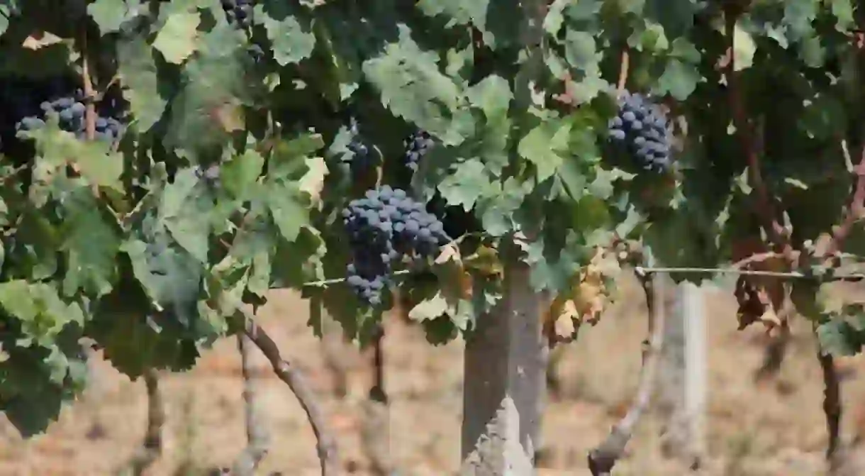 Sardinian Vineyard