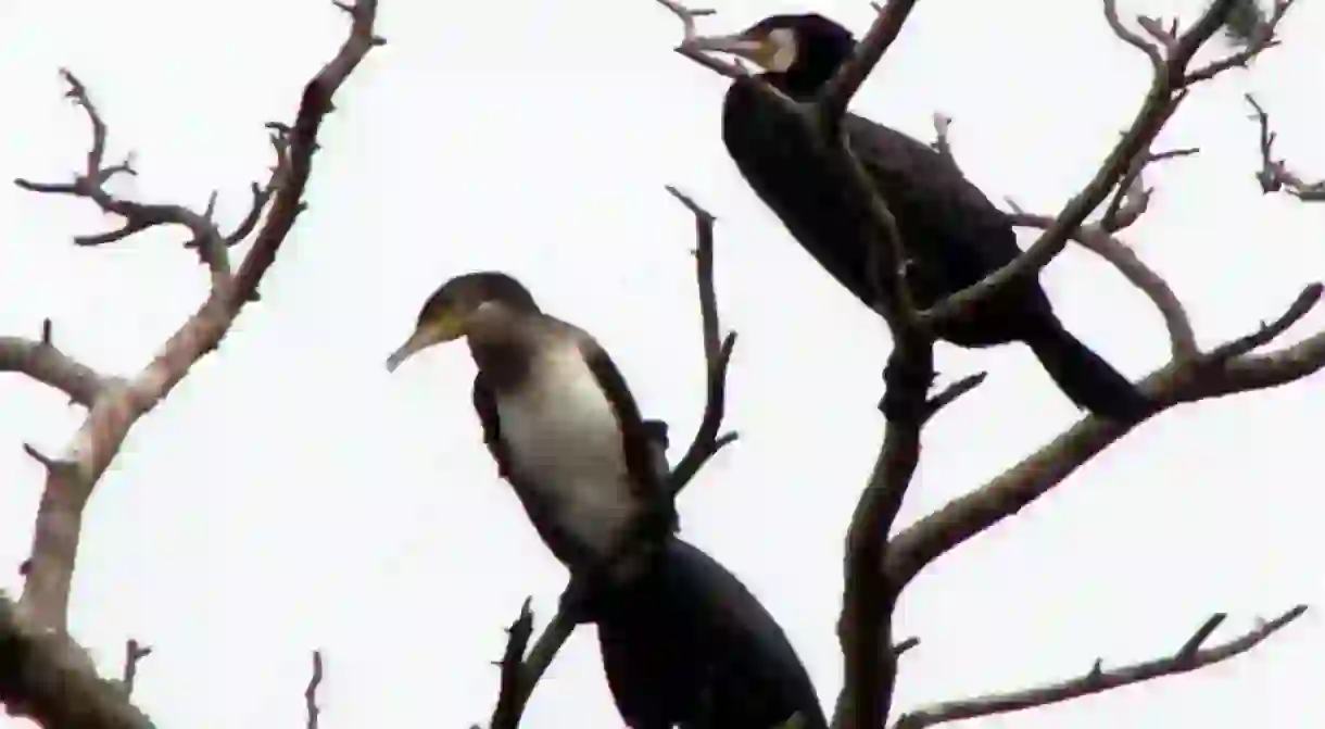 Cormorants nesting on the Curonian Spit