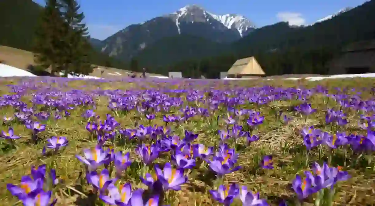 Crocuses