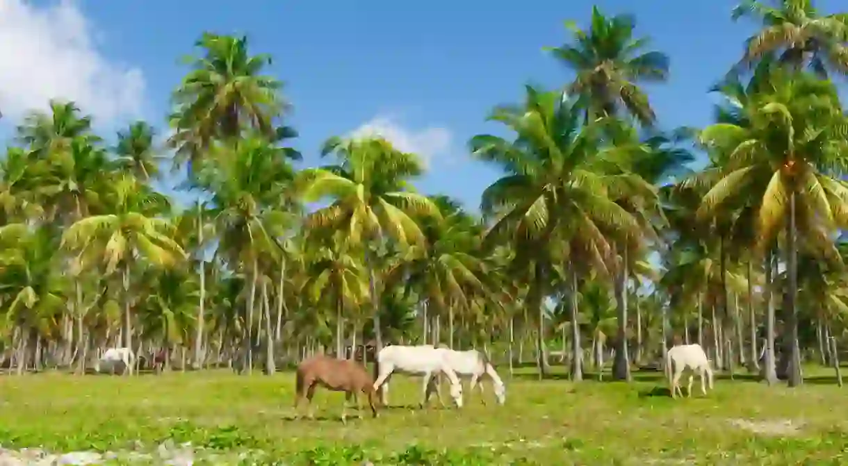 Horses at the Morro de Sao paulo Beach in Salvador, Brazil