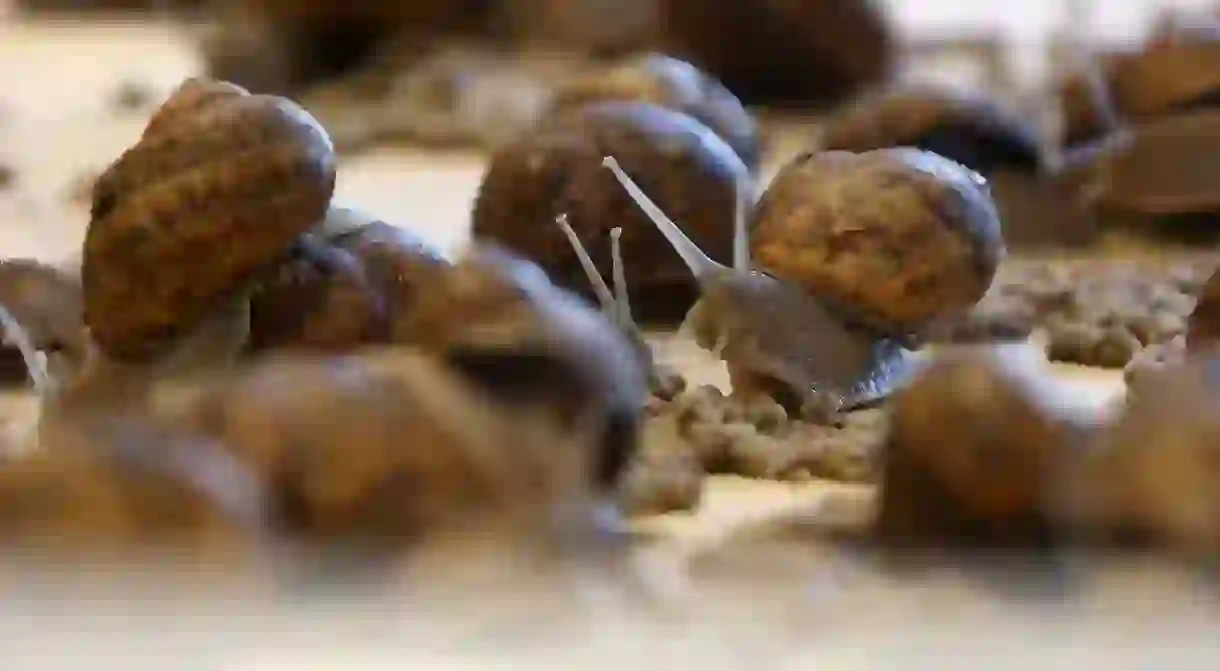 These shelled slowpokes are being cultivated en masse at an unusual Wallonian farm