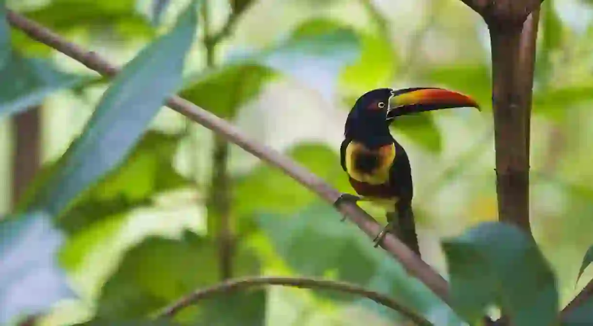 Tropical Toucan