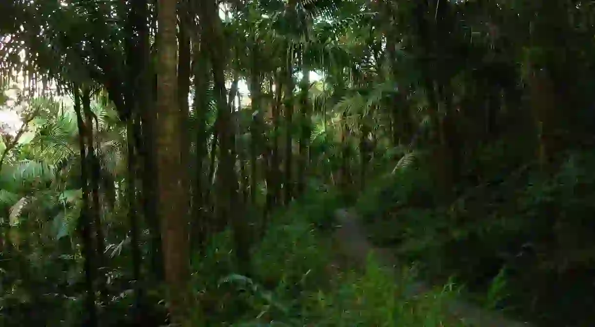 Trail in El Yunque