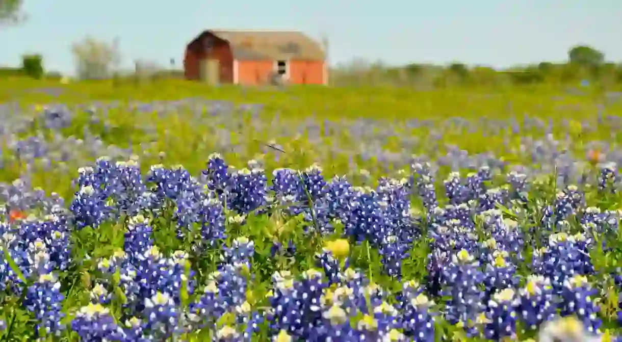 Texas Wildflowers