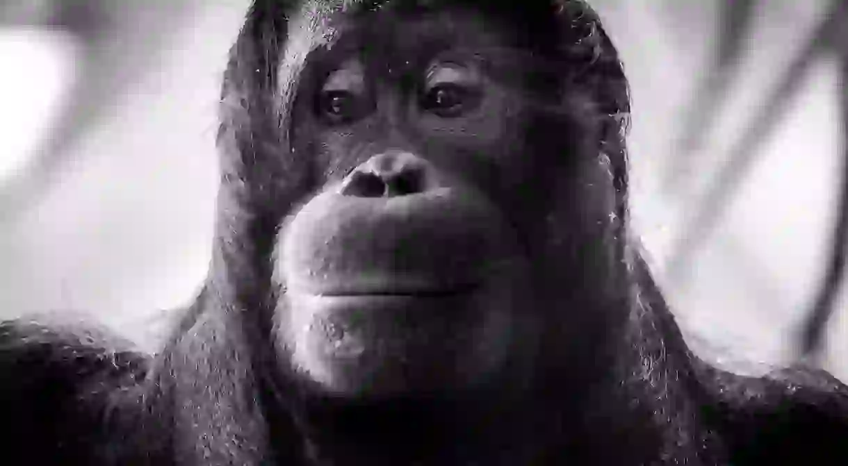 An Orangutan