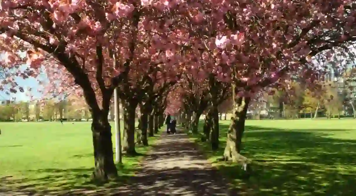 The Meadows, Edinburgh