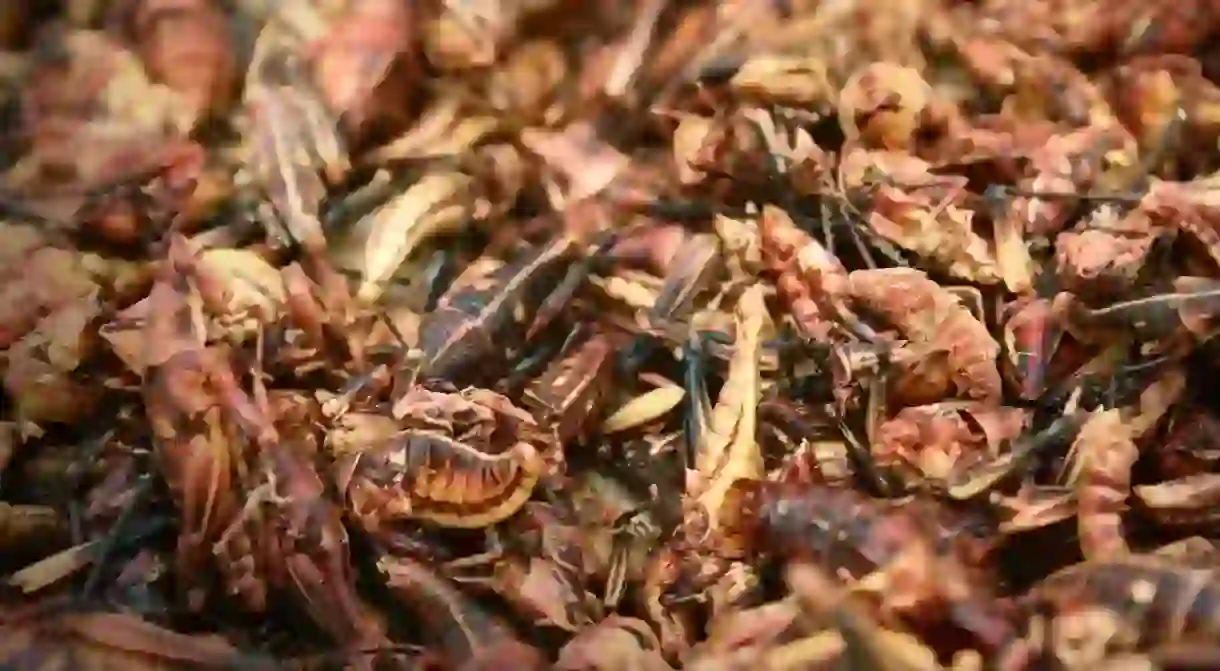 Grasshoppers are a popular food item in Mexico and Central America