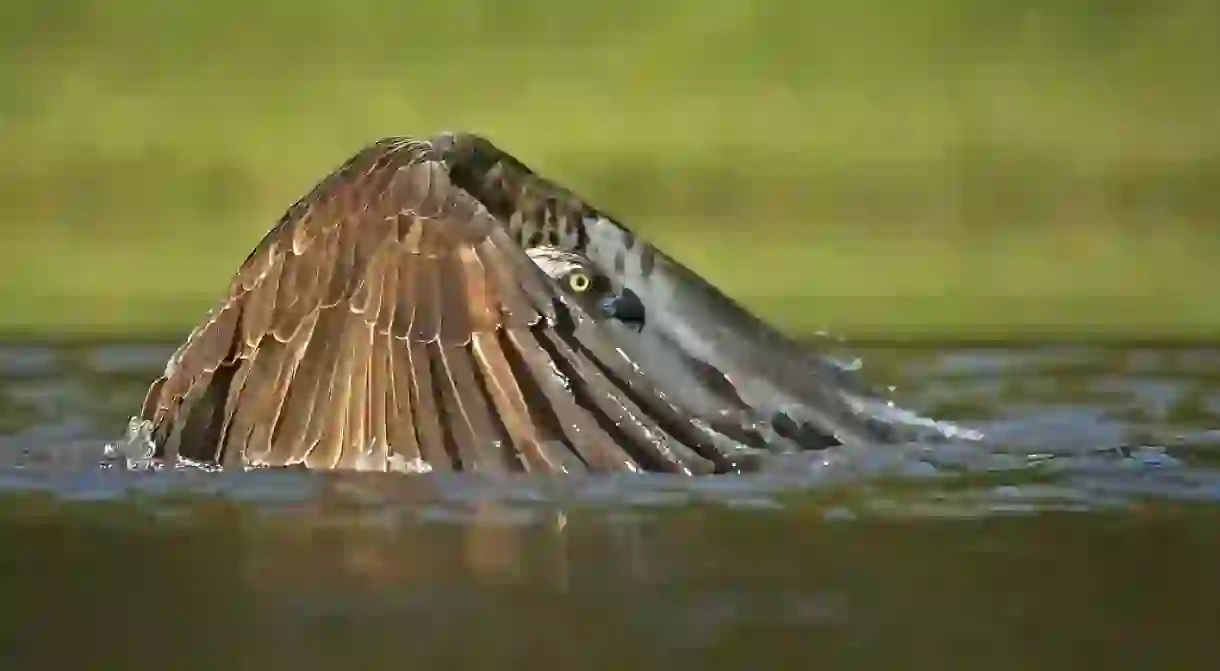 Undercover Osprey