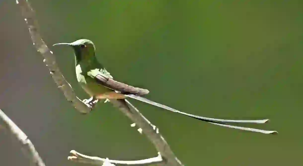 Black-tailed trainbearer