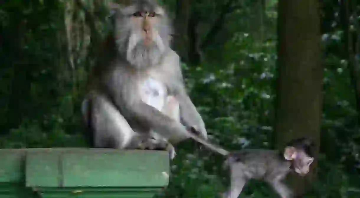 Monkeys of the Monkey Forest Ubud, Bali