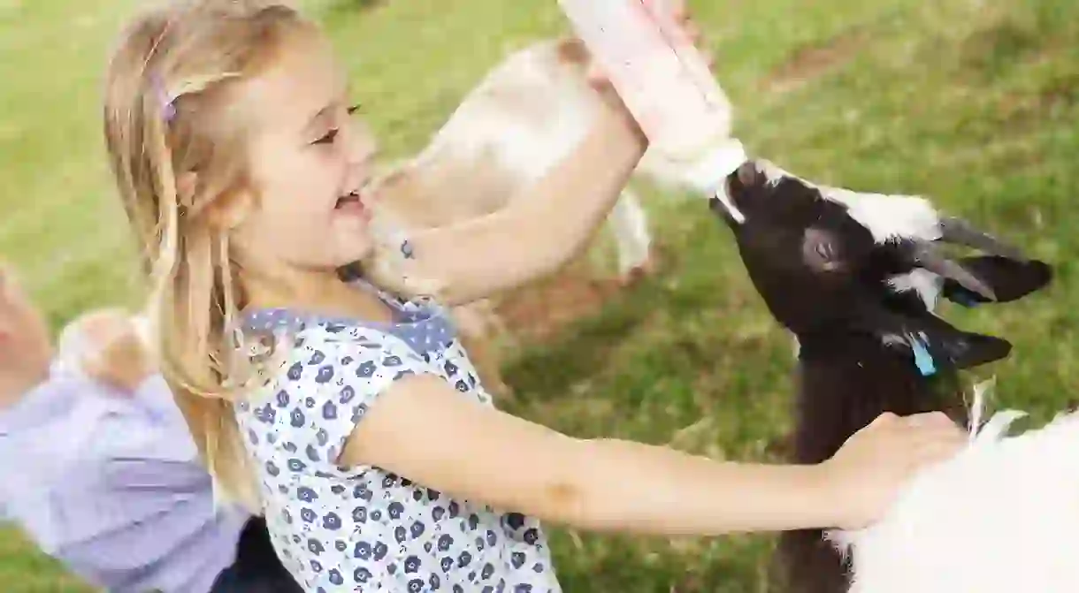 Bottle feeding the lambs