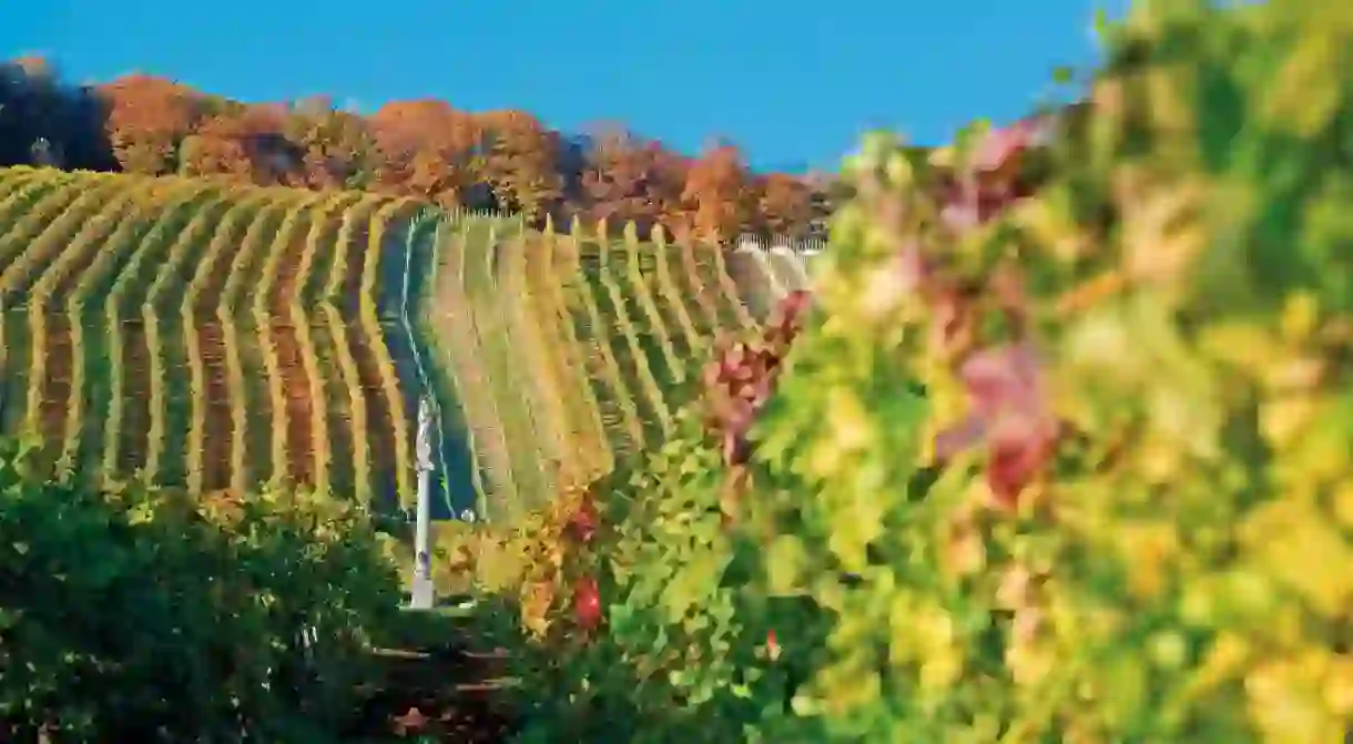 Vineyard in Vienna