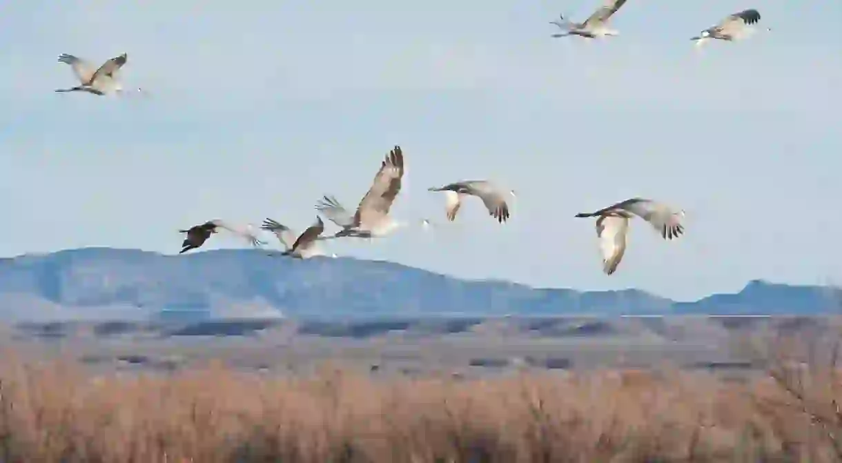 Cranes in flight