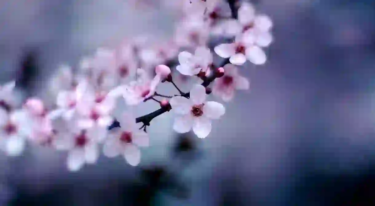 Sakura branch