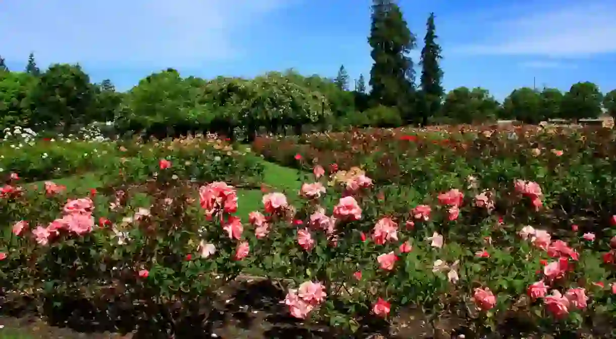 San Jose Municipal Rose Garden