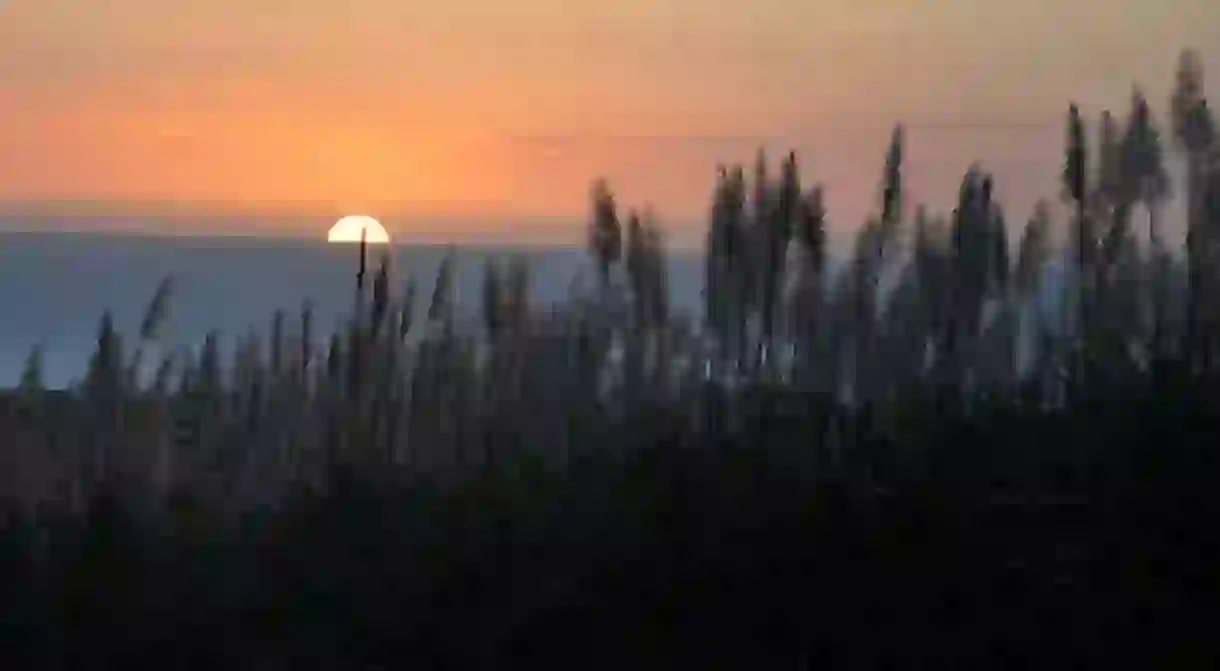 Sunset & sugar field 1