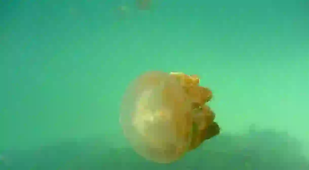 Stingless jellyfish in Kakaban Lake