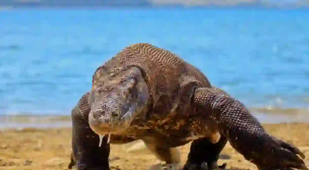 The Ancient Komodo Dragon