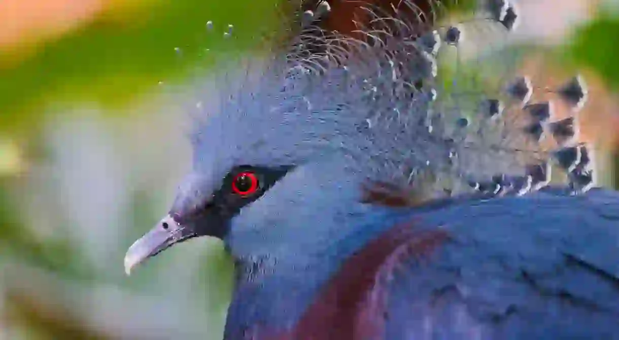 The Victorian Crown Pigeon with its feather crest