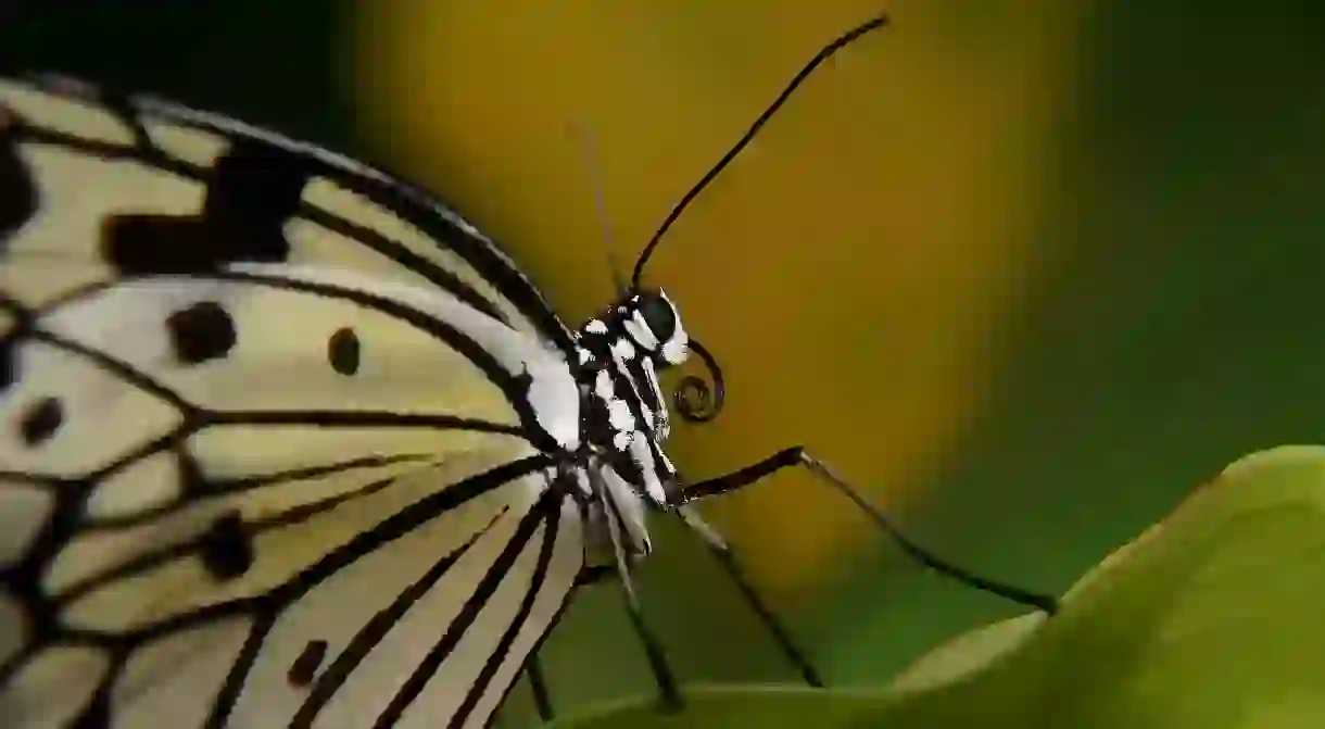 The KL Butterfly Park