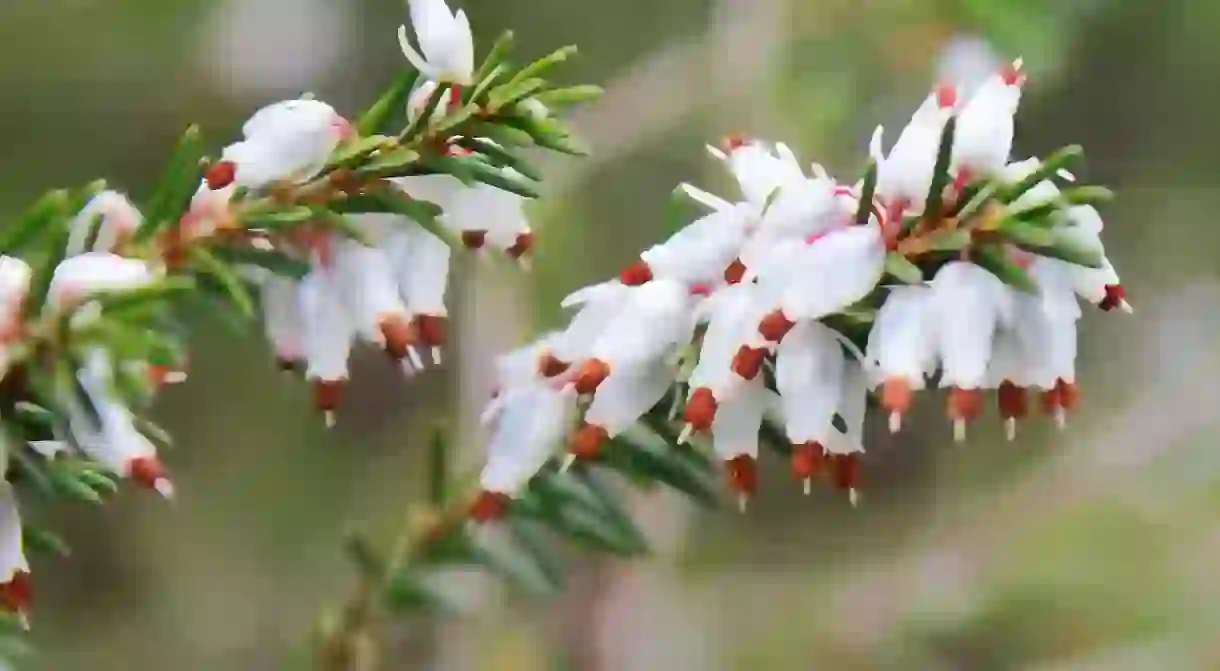 Heather, Hazlehead Park