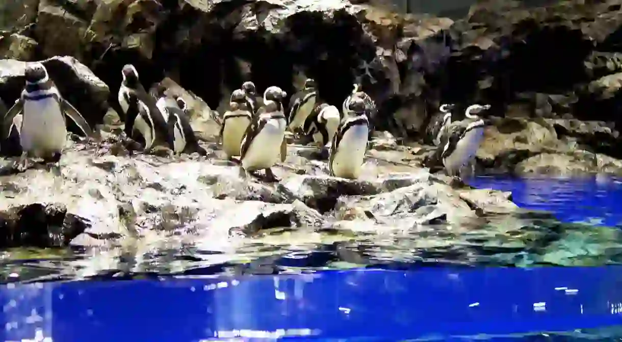 Penguins at the Sumida Aquarium