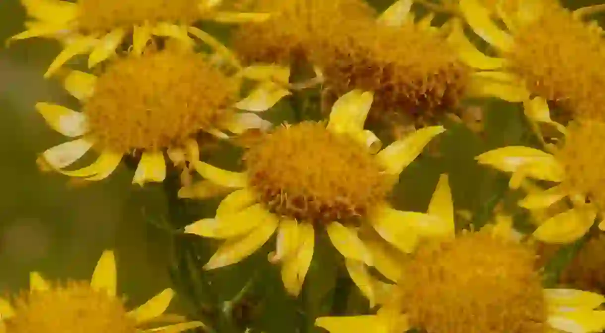 Arnica montana