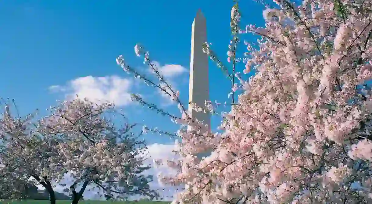 Cherry Blossoms and monuments are DC symbols