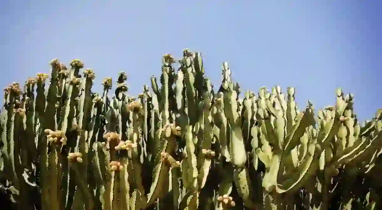 Fellah Hotel has a cactus terrace where you can relax and soak up the views