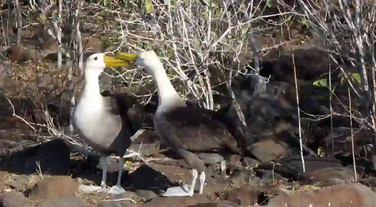 Galapagos Waved Albatross