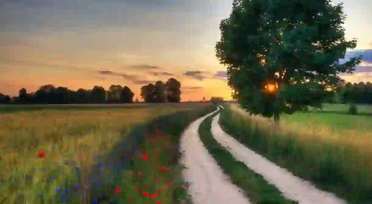 Summer landscape with country road and fields of wheat. Masuria, Poland