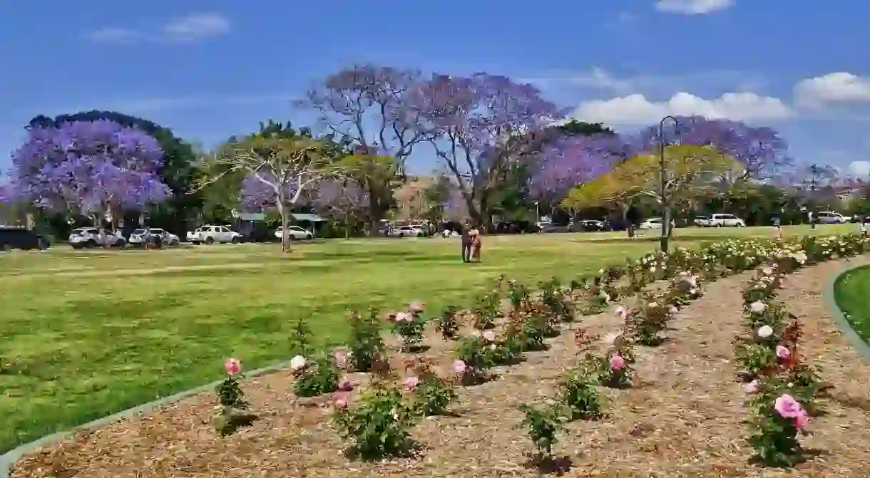 Jacarandas in New Farm Park