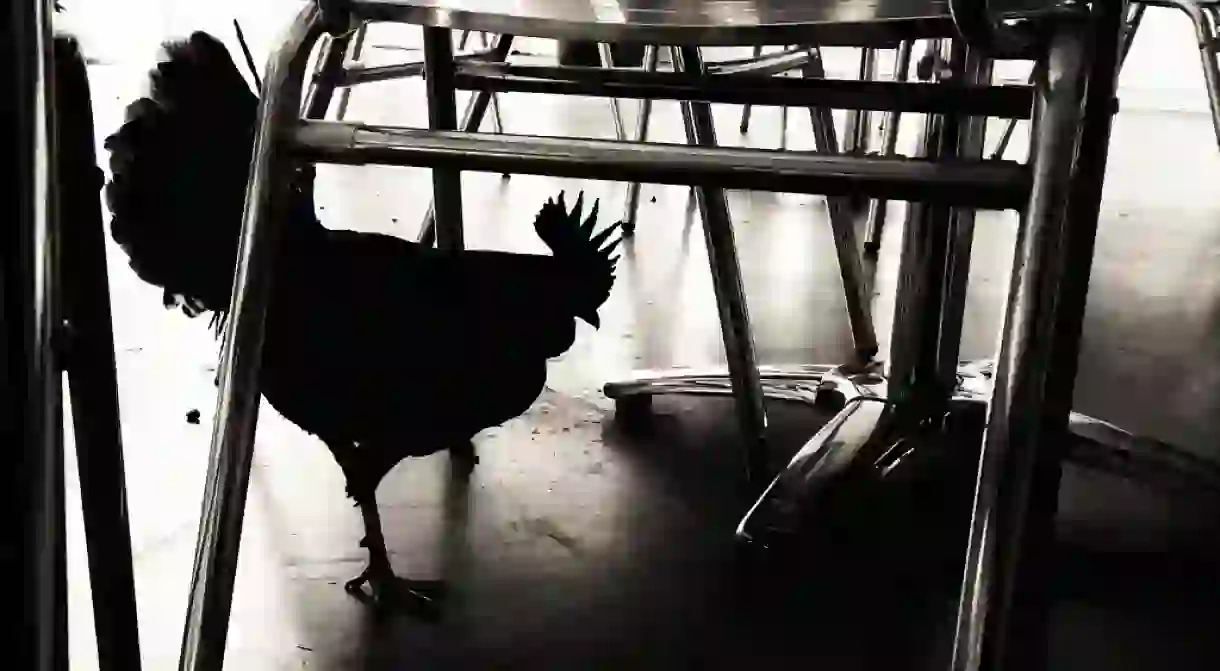 The Scary Black Chicken