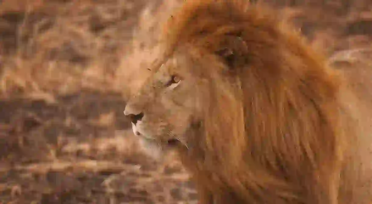 If you’re lucky you’ll spot lions while on safari. Remember that Satara in The Kruger National Park is lion territory