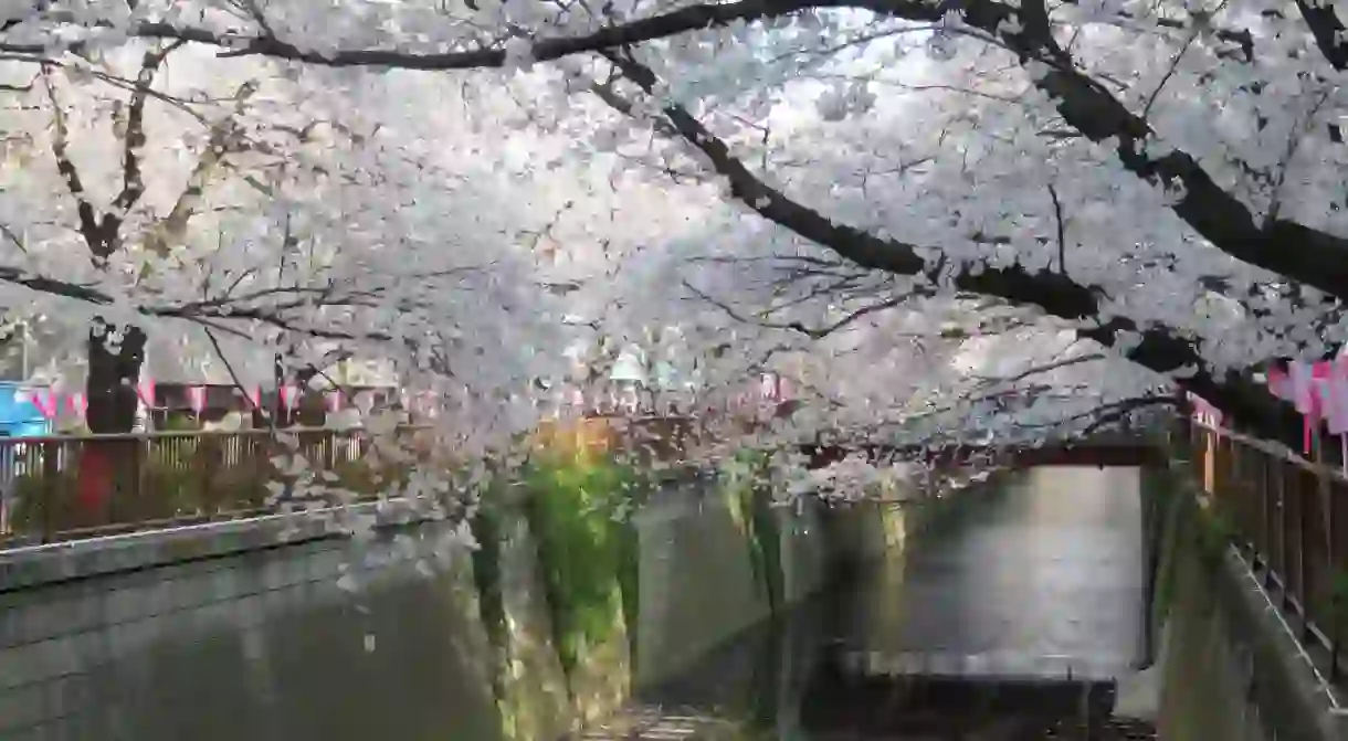 Cherry blossoms along the Meguro River