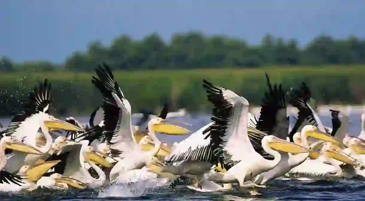 Pelicans in the Danube Delta