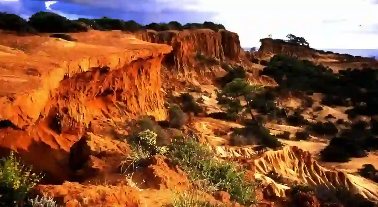 Torrey Pines