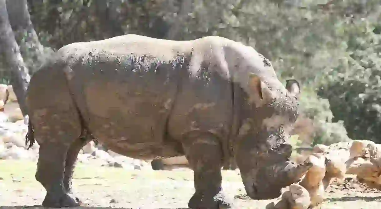 The Zoo de la Barben in Provence is a great zoo with a Mediterranean vibe