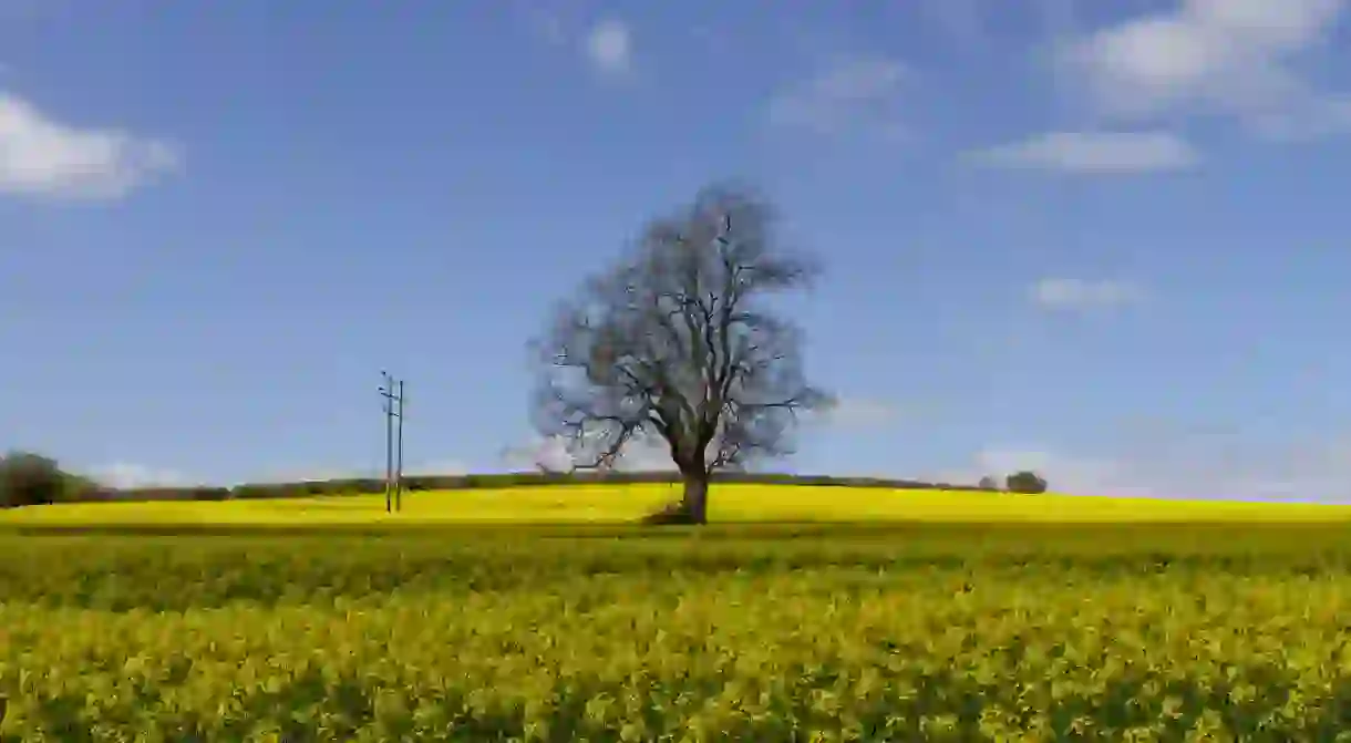 Yellow Fields Of Wiltshire