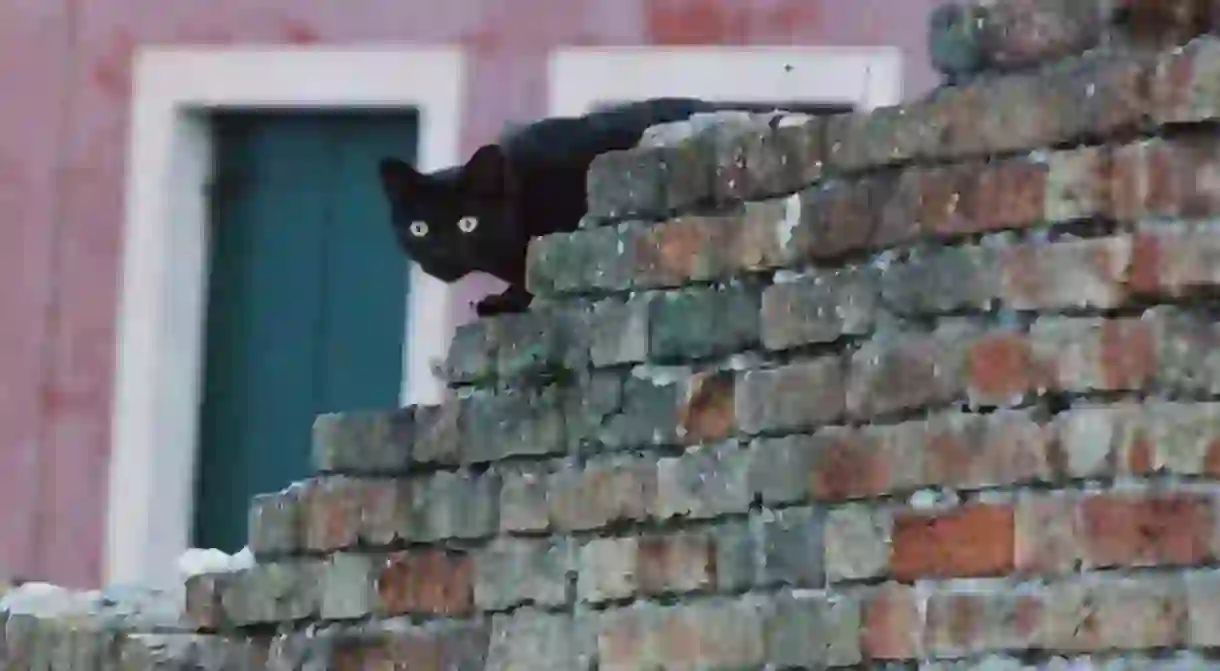 A cat peeks over the waters edge