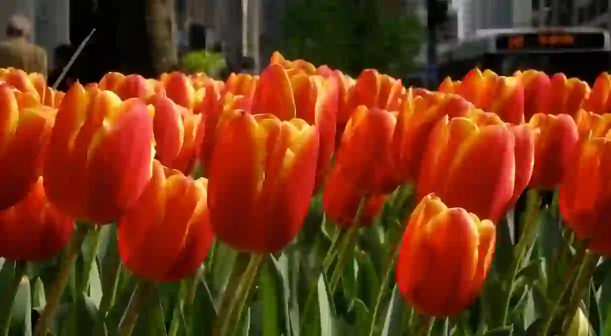 Michigan Avenue tulips