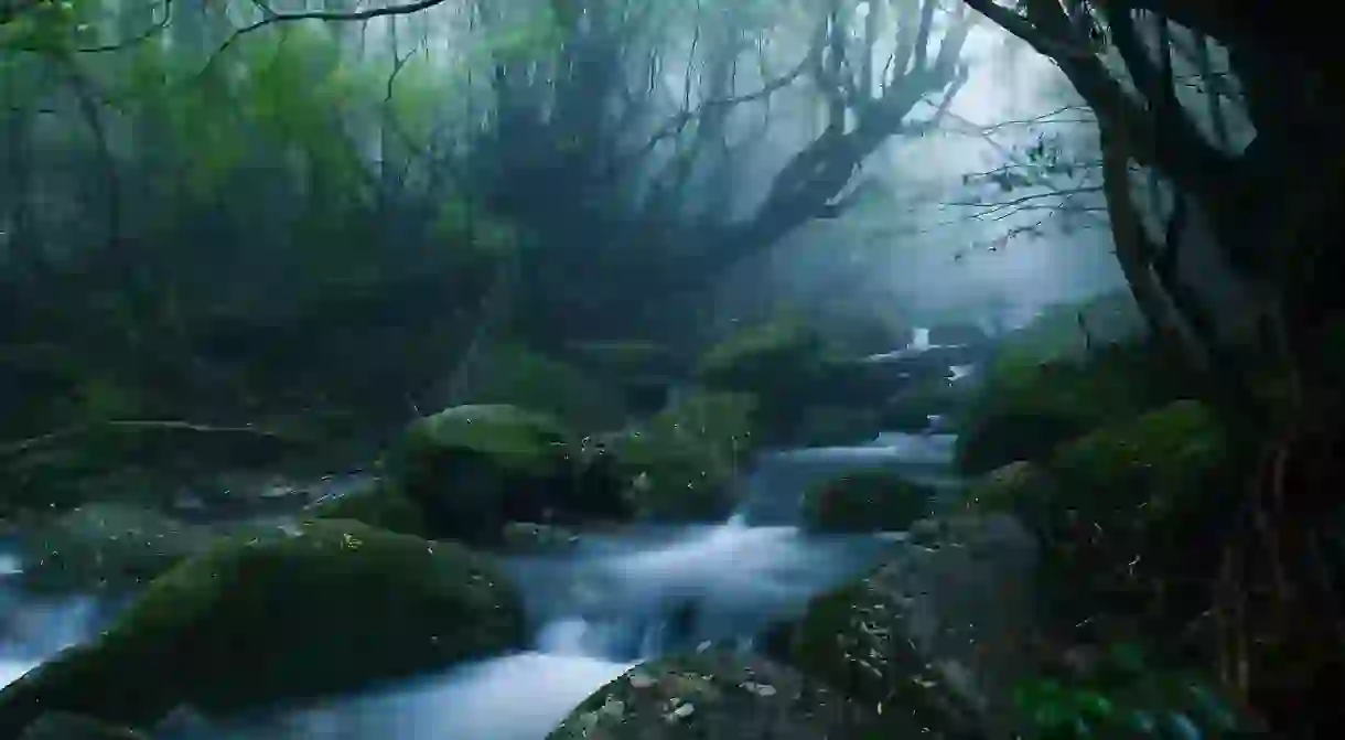 Mononoke forest, Yakushima island