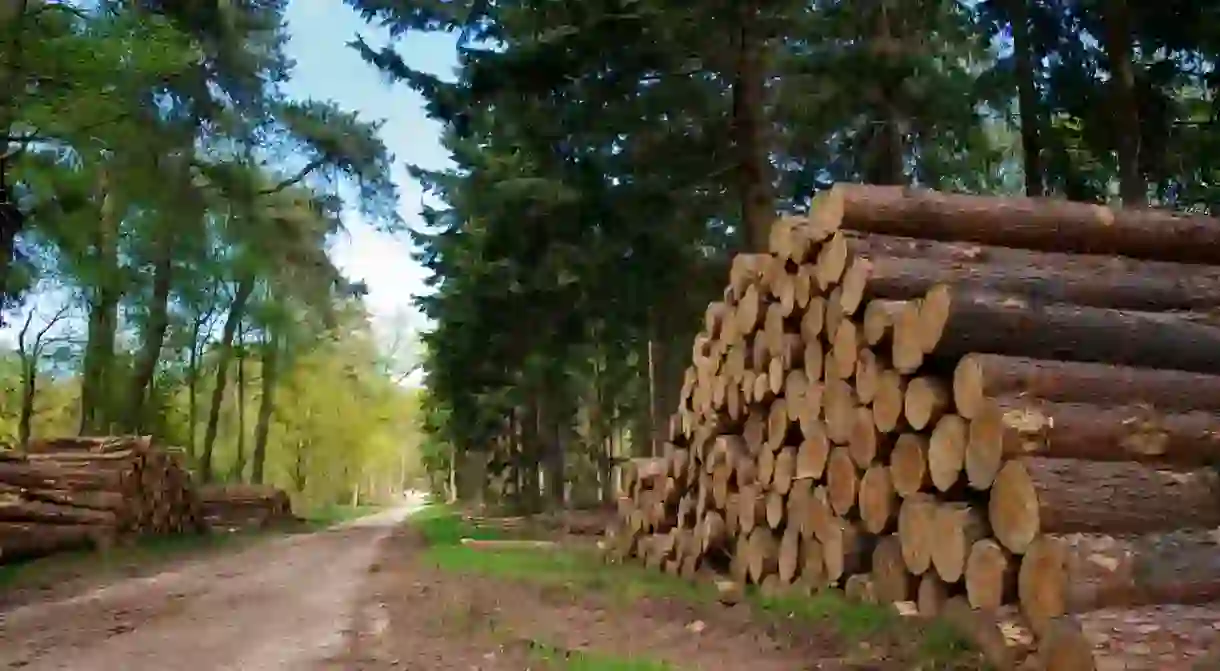 Utrechtse Heuvelrug National Park