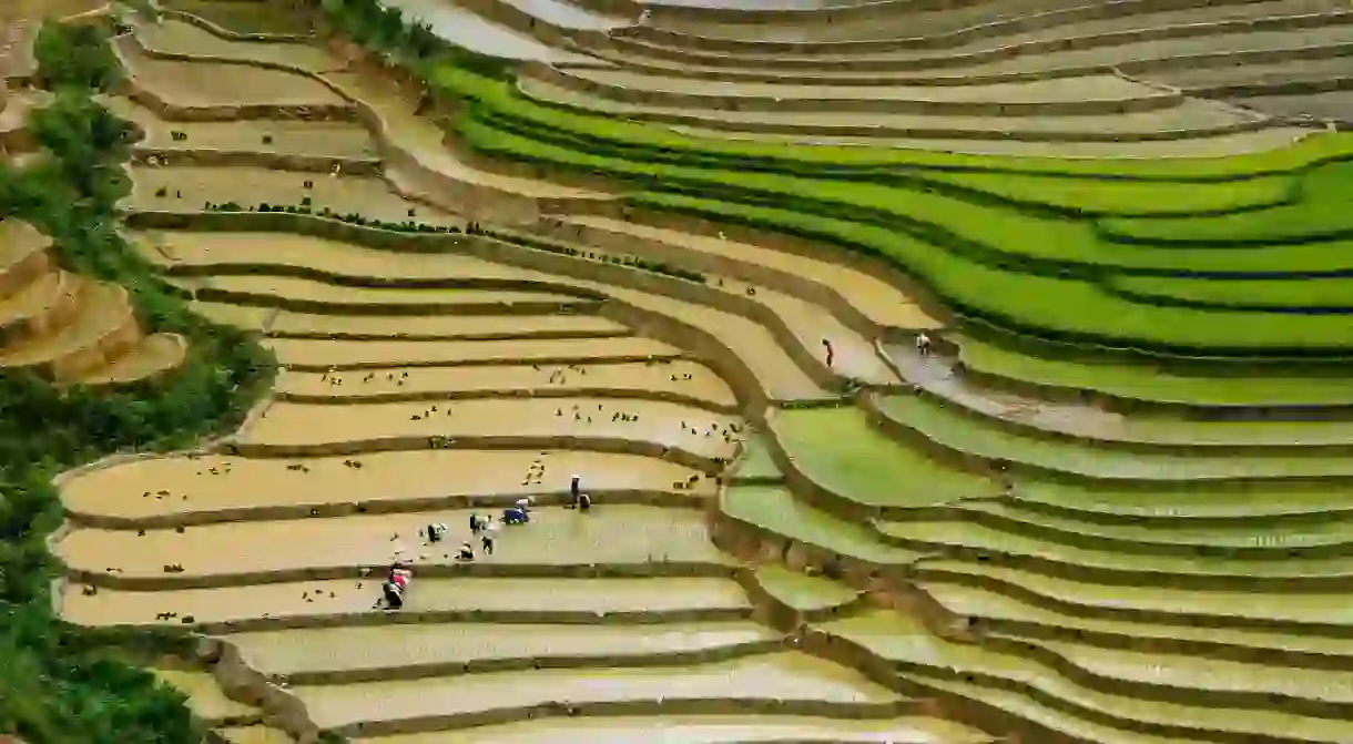 Rice terraces in Vietnam