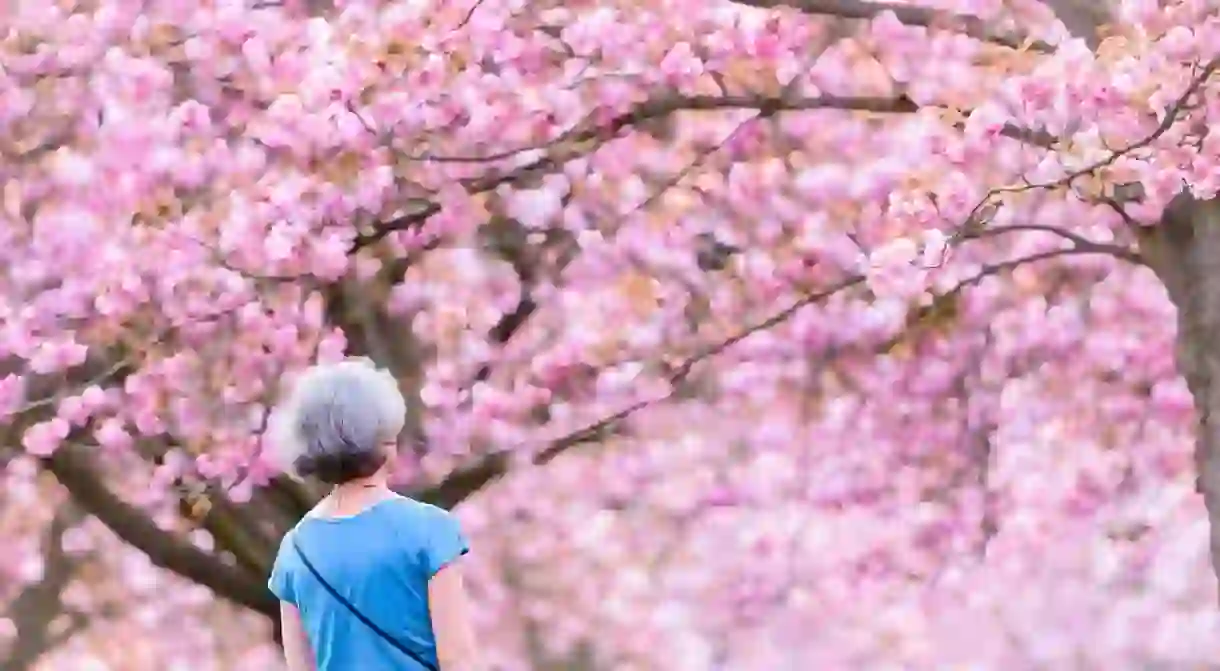 Cherry blossoms at the Parc de Sceaux │