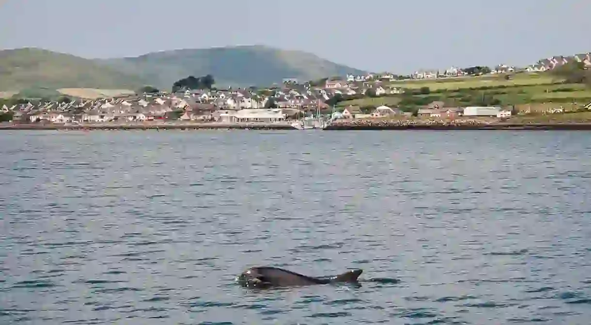 Dingle Bay with Fungie