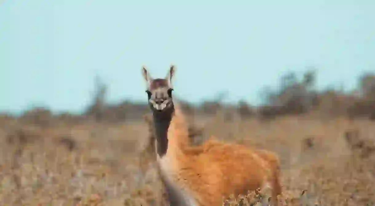 Guanaco