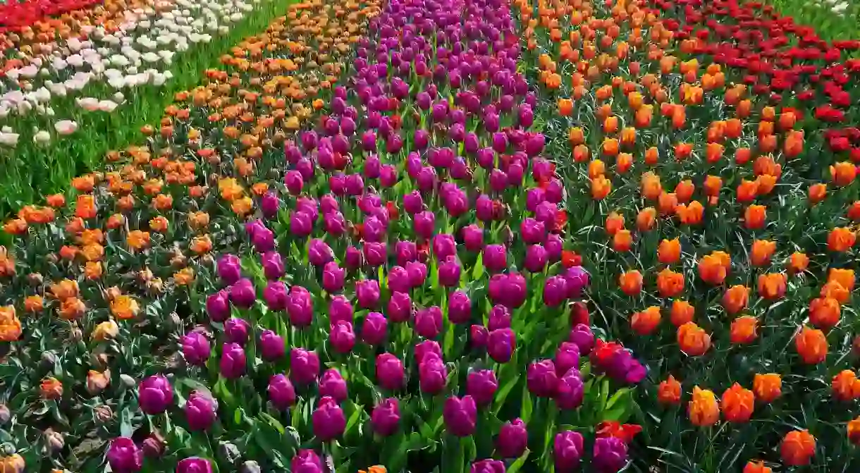 Dutch tulip fields